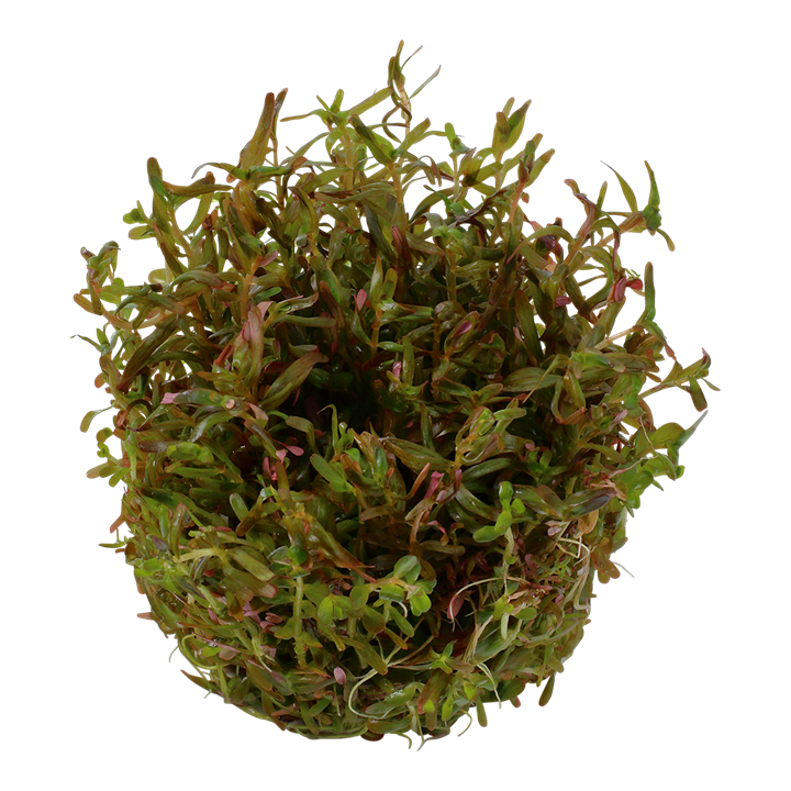 TROPICA ROTALA ROTUNDIFOLIA H'RA