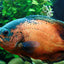 OSCAR FISH BIG