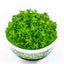 MONTECARLO TISSUE CULTURE CUP PLANT