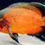 OSCAR FISH BIG