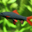 RAINBOW SHARK FISH