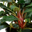TROPICA BUCEPHALANDRA SP RED