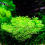 TROPICA RICCIA FLUITANS
