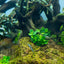 TROPICA ANUBIAS MINI COIN