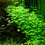 TROPICA HYDROCOTYLE TRIPARTITA