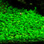 TROPICA MARCILEA MINUTA