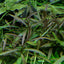 TROPICA HYGROPHILA LANCEA