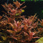 TROPICA ROTALA MACRANDRA