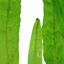 TROPICA MICROSORUM NARROW