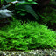 TROPICA TAXIPHYLLUM SPIKY