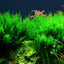 TROPICA TAXIPHYLLUM FLAME