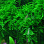 TROPICA VESICULARIA WEEPING