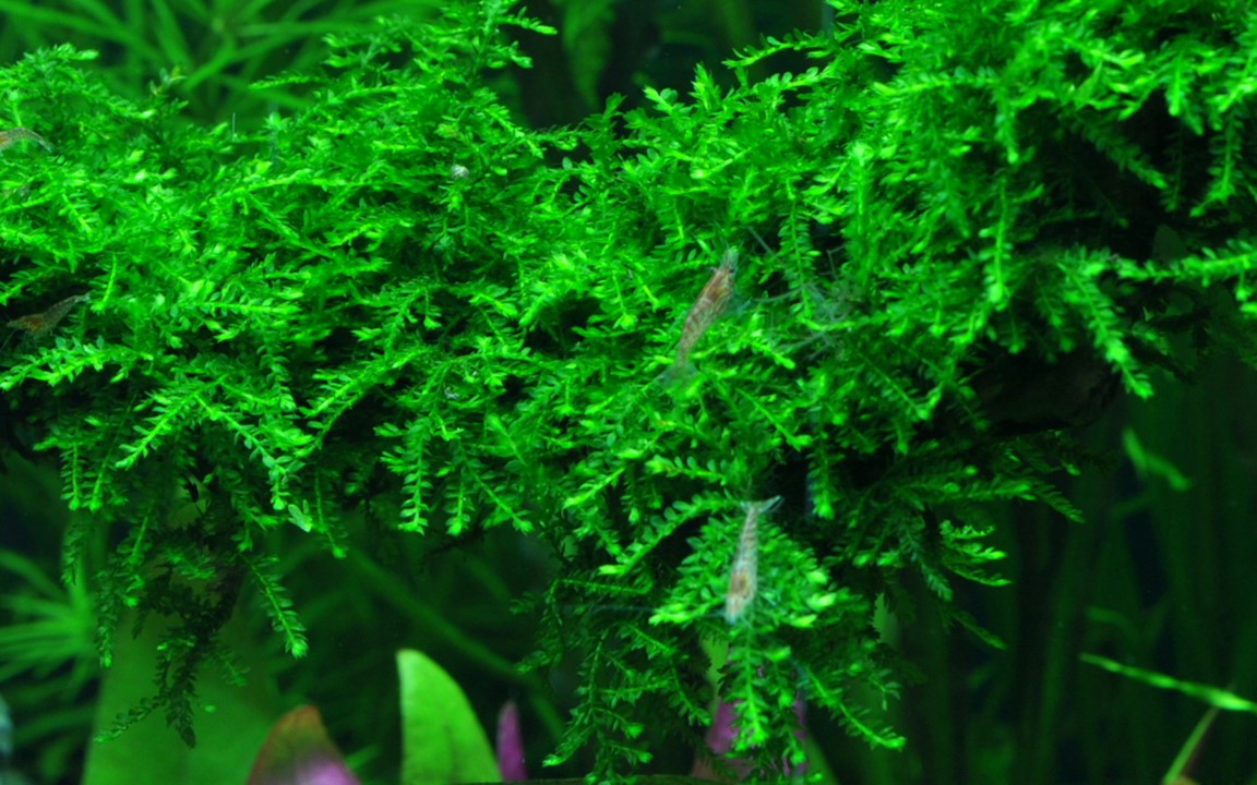 TROPICA VESICULARIA WEEPING