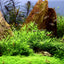 TROPICA POGOSTEMON HELFERI