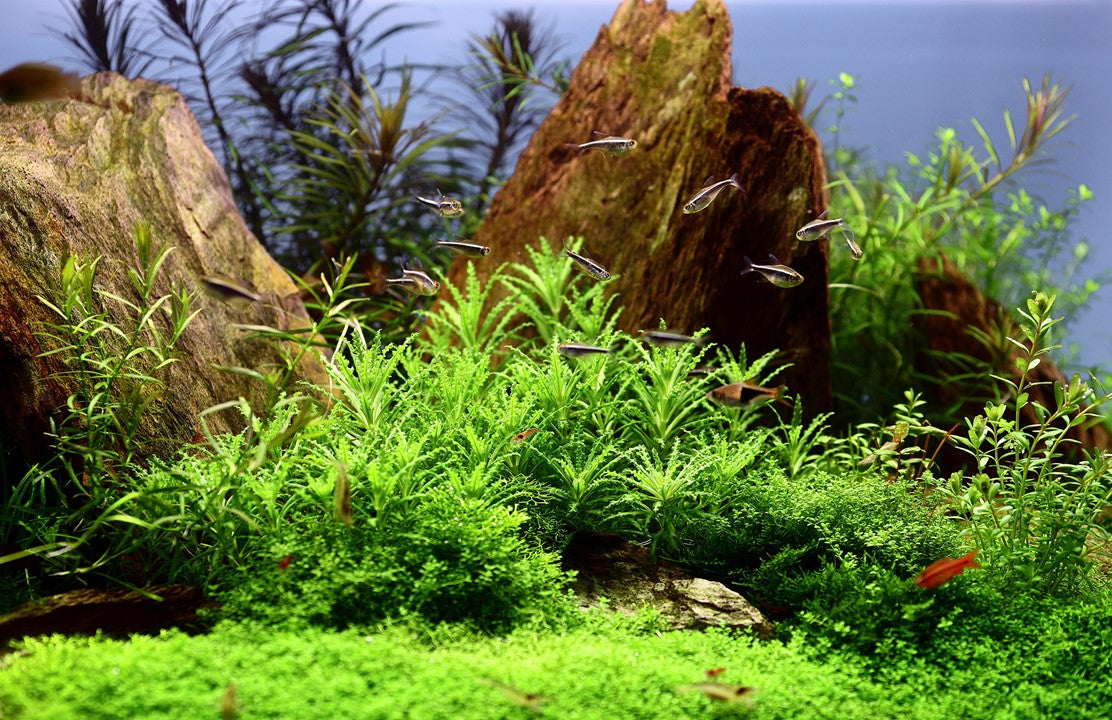 TROPICA POGOSTEMON HELFERI