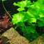 TROPICA NYMPHOIDES