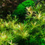 TROPICA ROTALA ROTINDIFOLIA HRA