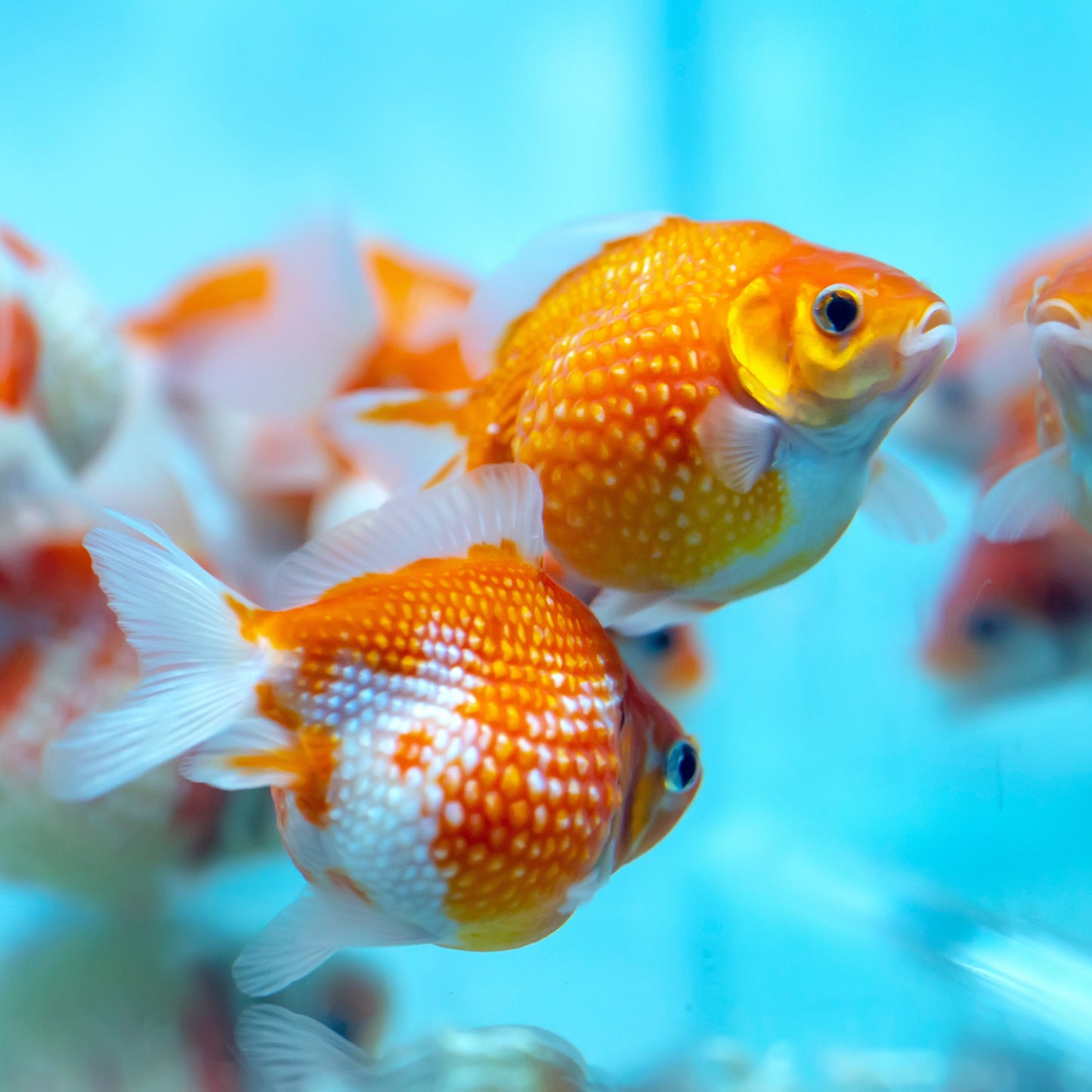 PEARL SCALE GOLD FISH 8-10 cm