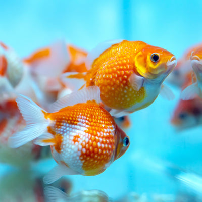 PEARL SCALE GOLD FISH 8-10 cm