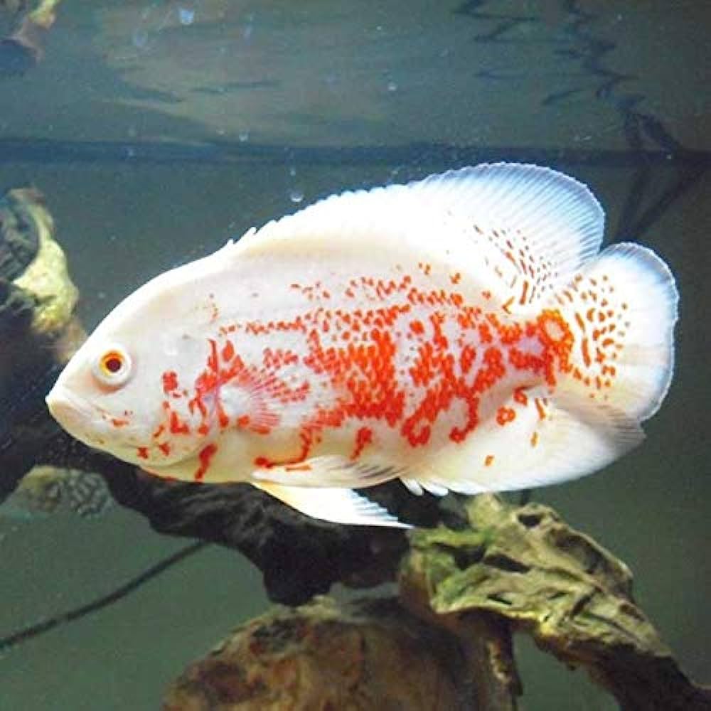 OSCAR FISH BIG