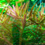 TROPICA ROTALA ROTINDIFOLIA HRA