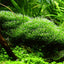 TROPICA RICCIA FLUITANS