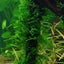 TROPICA TAXIPHYLLUM SPIKY