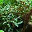 TROPICA BUCEPHALANDRA SP RED