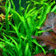 TROPICA MICROSORUM NARROW