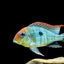 GEOPHAGUS RED HEAD 9-10cm