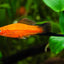 SWORD TAIL FISH MIX
