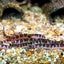 KUHLI LOACH
