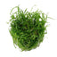 TROPICA HELANTHIUM TENELLUM GREEN