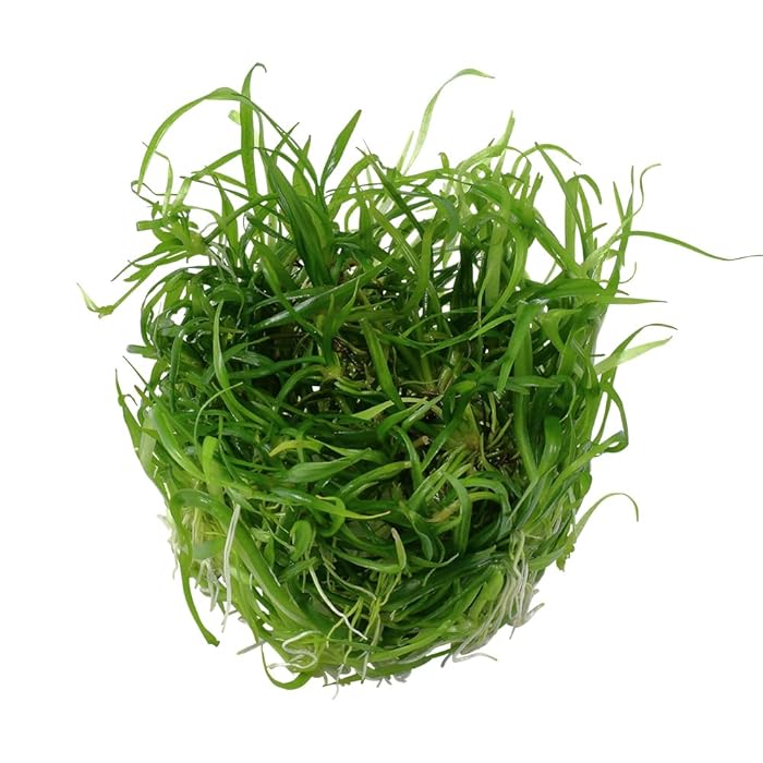 TROPICA HELANTHIUM TENELLUM GREEN