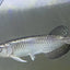 Pearl Arowana Fish 18cm pearl arowana Fish 25 cm