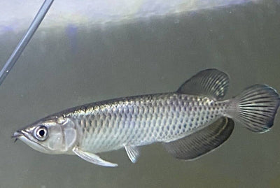 Pearl Arowana Fish 18cm pearl arowana Fish 25 cm