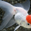 RED CAP ORANDA