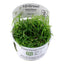 TROPICA HELANTHIUM TENELLUM GREEN