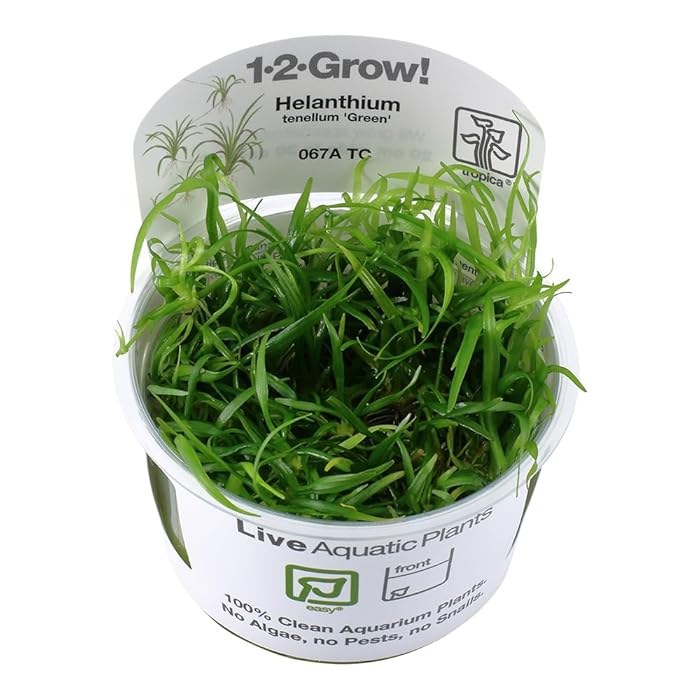 TROPICA HELANTHIUM TENELLUM GREEN