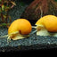 APPLE SNAIL