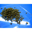 ISTA SHRIMP FOOD 20G