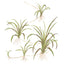 TROPICA HELANTHIUM TENELLUM GREEN