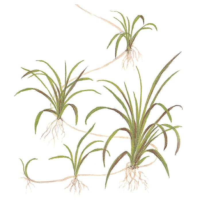 TROPICA HELANTHIUM TENELLUM GREEN