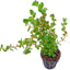 ROTALA MACRANDRA POT PLANT