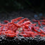 CHERRY RED SHRIMPS