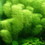 LIMNOPHILA SESSILIFLORA