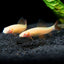 RAINBOW SHARK FISH