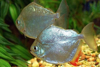 SILVER DOLLAR FISH