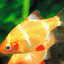 TIGER BARB FISH 3.5cm