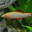 RAINBOW SHARK FISH